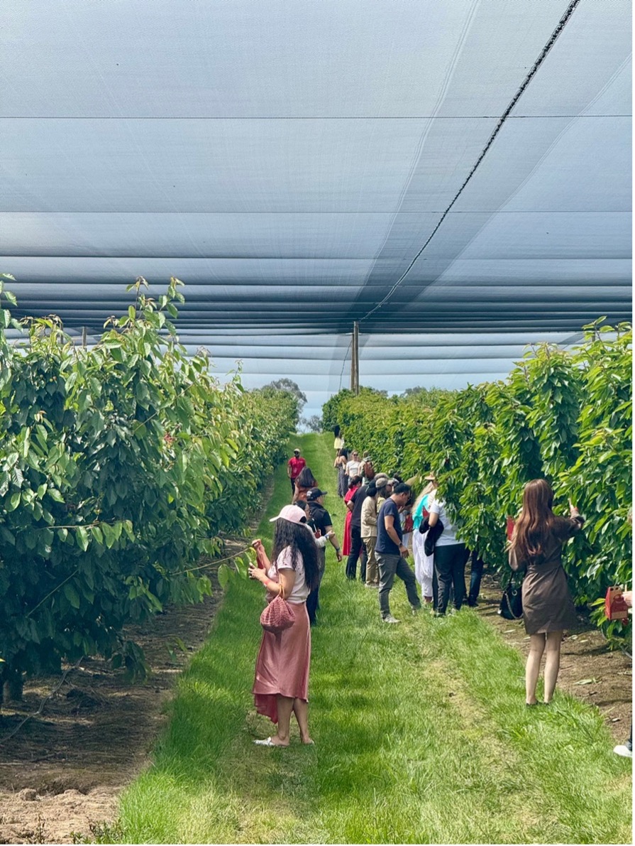 Visitors picking cherries under protective netting at CherryHill Orchards