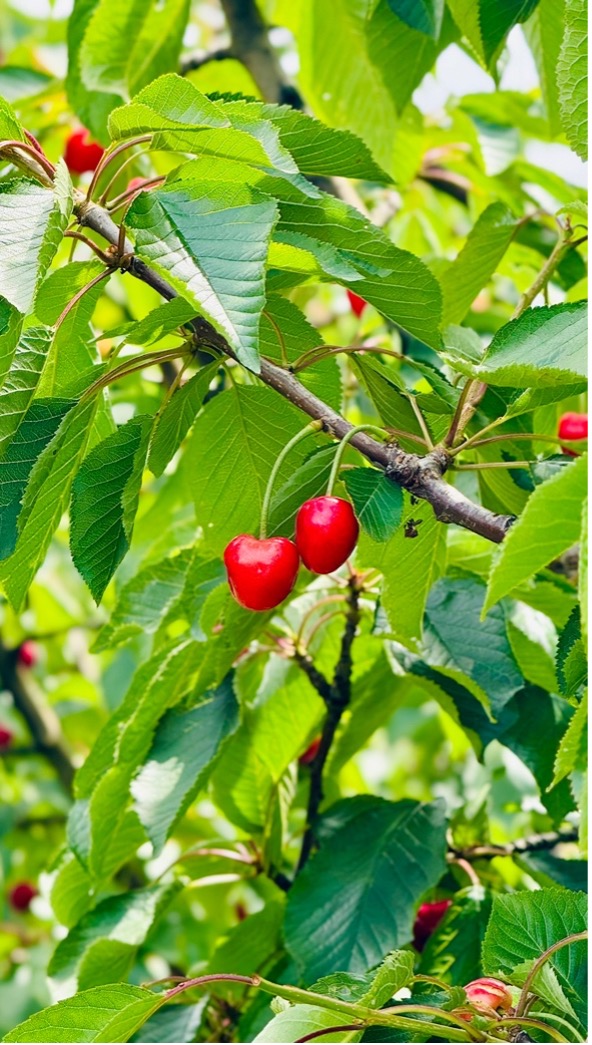 Ripe cherries hanging on a branch at CherryHill Orchards