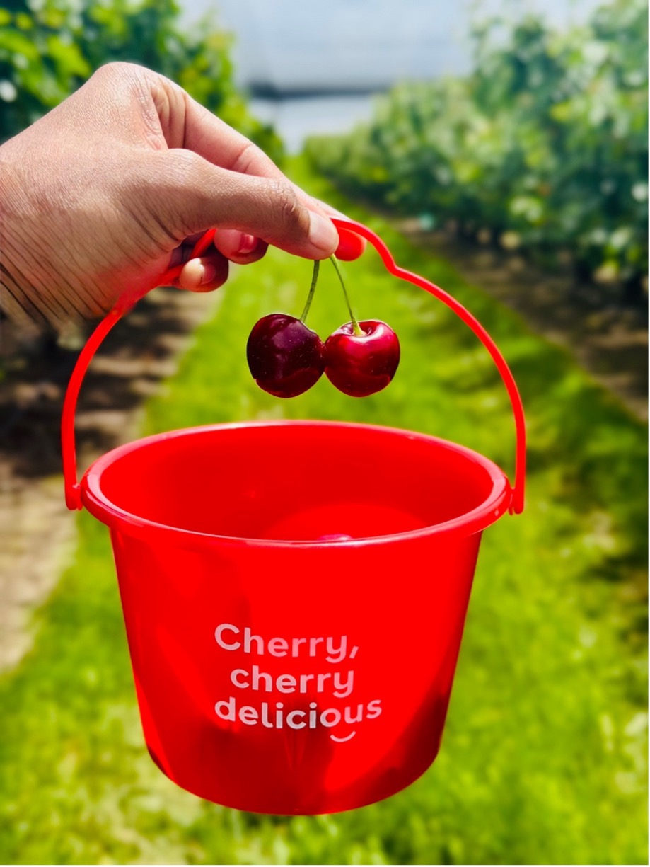 Red cherry picking bucket with fresh cherries at CherryHill Orchards