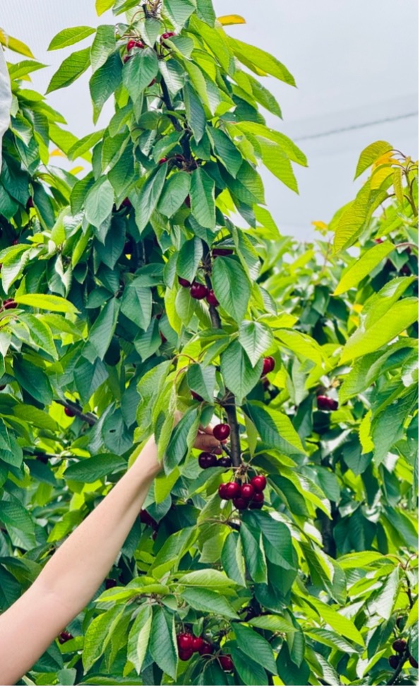 Hand picking fresh cherries from a tree at CherryHill Orchards, Yarra Valley