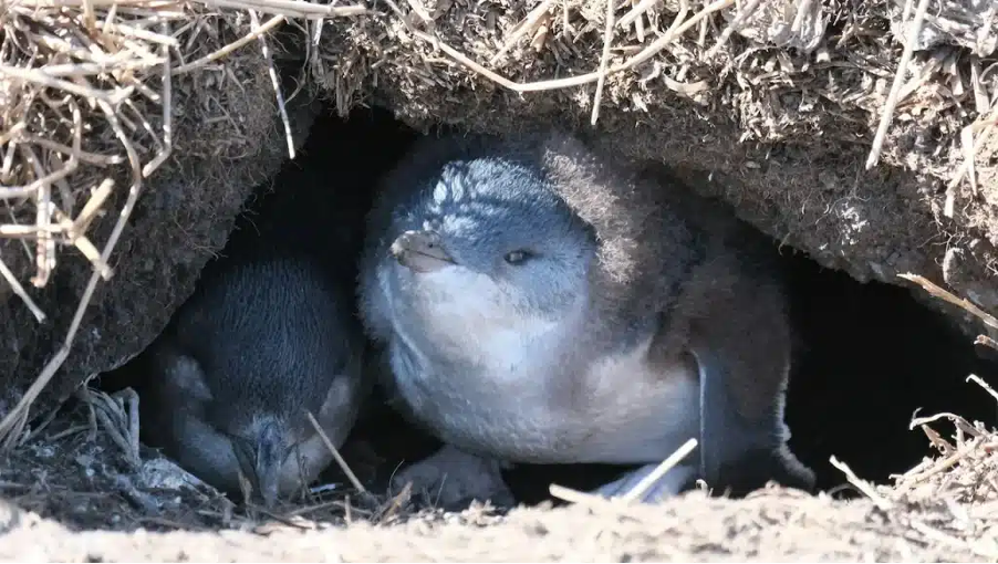 Little penguins resting inside their burrow at St Kilda Pier during the day.