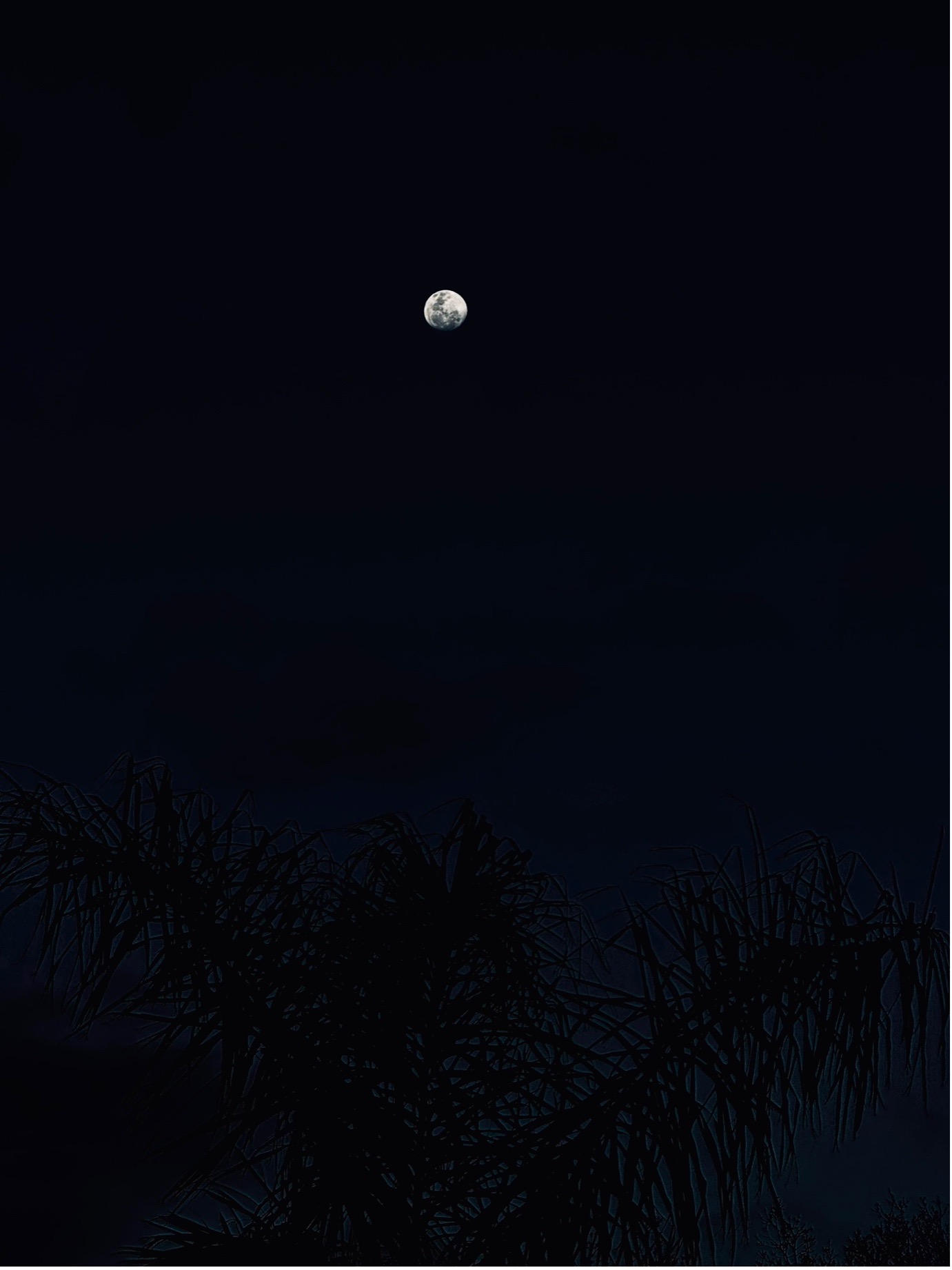 Full moon rising over silhouetted trees during a stargazing night in Melbourne