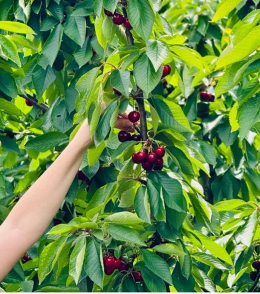 Hand picking fresh cherries from a tree at CherryHill Orchards, Yarra Valley